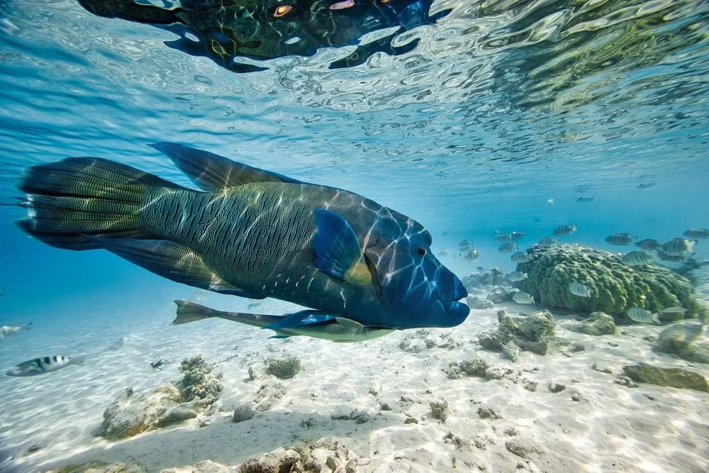 poisson à Saint-Martin poisson à Saint-Martin