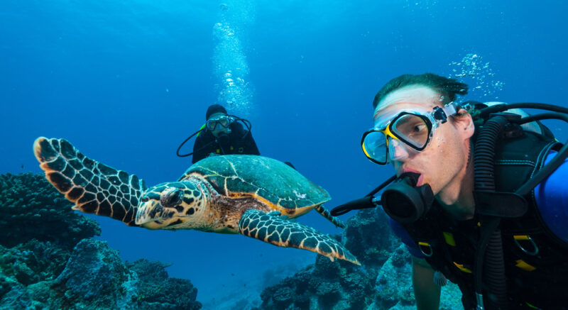 plongée avec les tortues