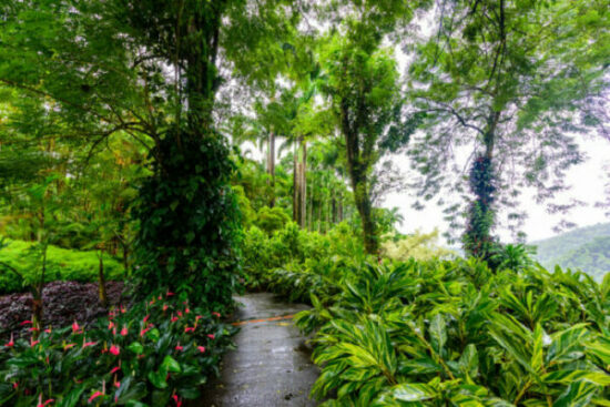 Les jardins de Balata Les jardins de Balata