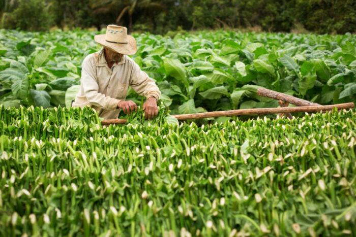 champ de tabac, cuba