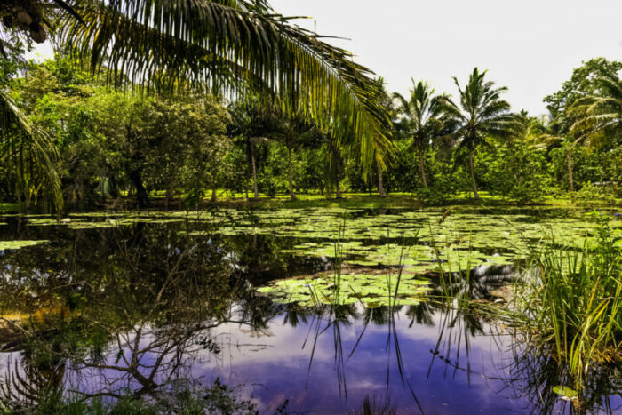 Ciénaga de Zapata, Cuba