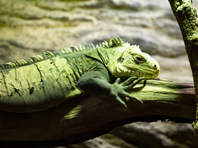iguane