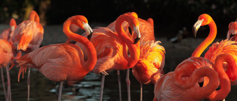 flamants roses