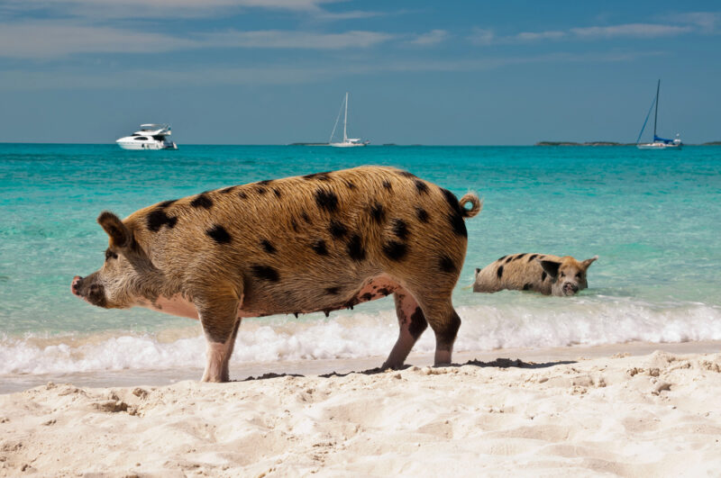 cochons dans les Caraïbes, Bahamas