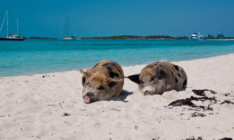 cochons sur la plage, Bahamas