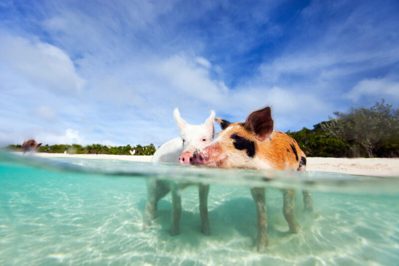 Nager avec les cochons aux Bahamas