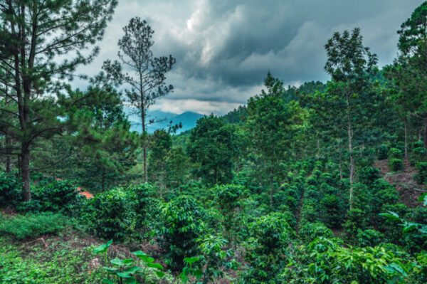 Plantation de café en République dominicaine