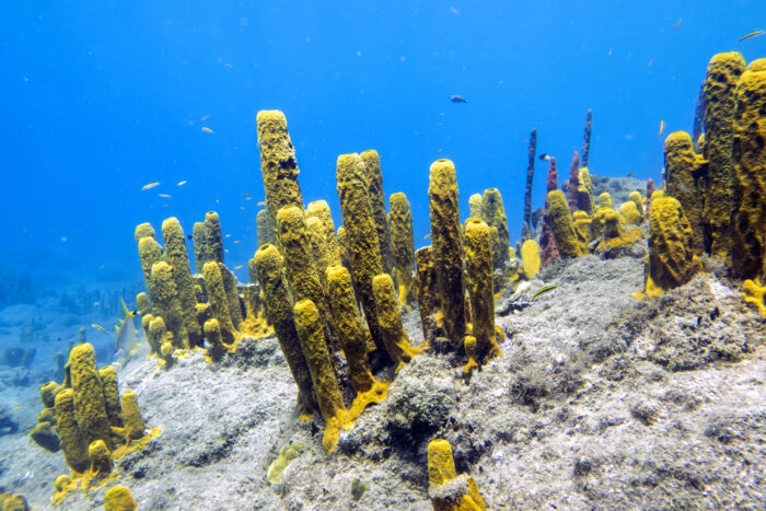 Champagne Reef, Dominique