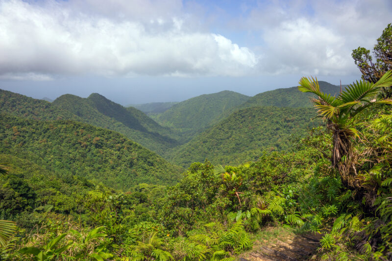 forêt et montagne de la Dominique